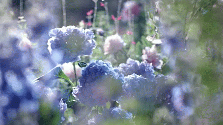 Trouble life Hydrangea-flowers