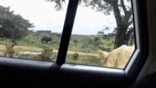 safari lion