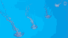 sea jellies national geographic jellyfish float ocean