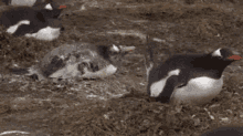 Penguin Pooh GIF - Penguin Pooh Kandaar GIFs