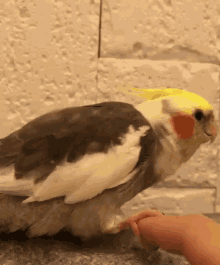 Pegangan Tangan GIF - Pegangan Tangan Burung Burung Lucu GIFs