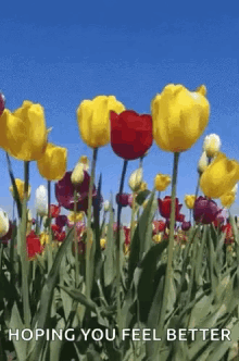 Flowers Windy GIF - Flowers Windy Tulips GIFs