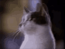 Wooooh Cat GIF - Wooooh Cat Shocked GIFs