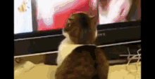 Chat Flippant GIF - Chat Flippant Cat GIFs