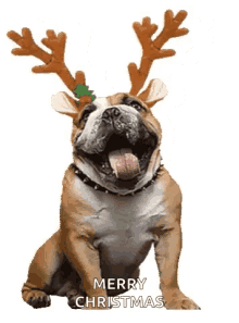 Merry Christmas Dog GIF - Merry Christmas Dog Happy GIFs