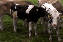 Dance GIF - Cow Cows Dance GIFs