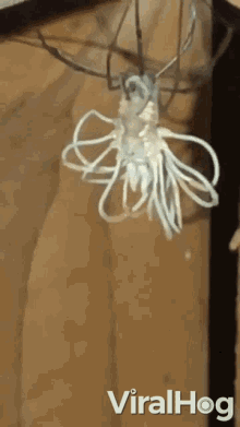 Moving Closer Spider GIF - Moving Closer Spider Twitchy GIFs