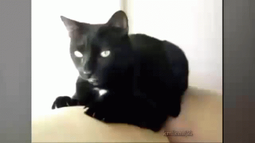 cat throwing up hairball gif