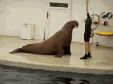 The Walrus Work Out GIF - Walrus Workout Fitness GIFs