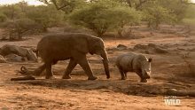 get out of here elephant vs rhino animal fight night world rhino day go away pushing you