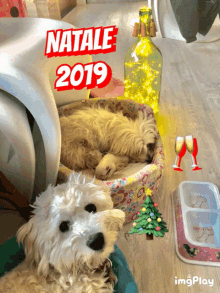 siria e puffino siria maltese buon natale2019 dogs cute