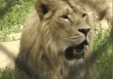 Lion Lion Yawn Big Cats Roar GIF - Lion Lion Yawn Big Cats Roar Yawn GIFs