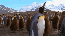 Chirping Penguins World Penguin Day GIF - Chirping Penguins World Penguin Day Worlds Weirdest GIFs
