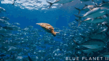 Sea Turtle Blue Planet Ii GIF - Sea Turtle Blue Planet Ii Swimming GIFs