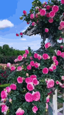 Roses Flowers GIF - Roses Flowers Pink Rose GIFs