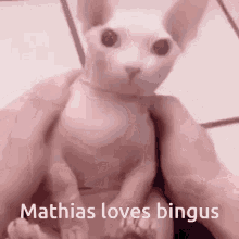 Mathias Loves Bingus GIF - Mathias Loves Bingus Bingus Mathias GIFs