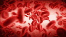 Red Blood Cells National Geographic GIF - Red Blood Cells National Geographic Flowing GIFs