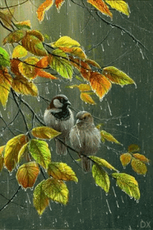Birds Rain GIF - Birds Rain Art GIFs