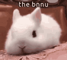 Animals With Captions Bnu GIF - Animals With Captions Bnu Bnuu GIFs