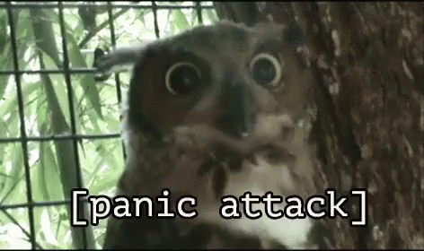 panic-attack-owl.gif