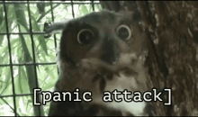 Panic Attack GIF - Panic Attack Owl Bird GIFs