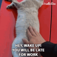 Hey Wake Up You Will Be Late For Work Hurry Up GIF - Hey Wake Up You Will Be Late For Work Wake Up Hurry Up GIFs