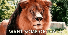 Hungry Lion GIF - Hungry Lion Licking GIFs