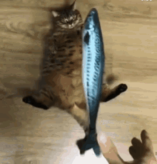 funny-animals-cat-fish.gif