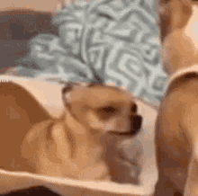 Dog Suspicious Suspicious Dog GIF - Dog Suspicious Suspicious Dog Squinting GIFs