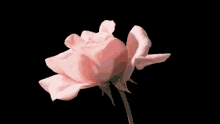 Pink Rose GIF - Pink Rose Flower GIFs