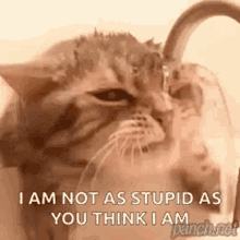 Cat Drink GIF - Cat Drink Kitty GIFs