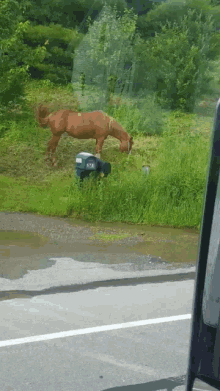 Rig Horse GIF - Rig Horse Grazing GIFs