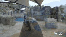 Looking Around National Geographic GIF - Looking Around National Geographic A Sea Lion Goes For A Walk GIFs