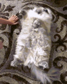Cat Cuddle GIF - Cat Cuddle Floor GIFs