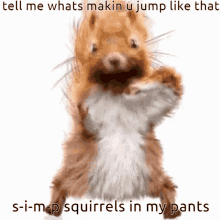 Squirrel Squirrel Dance GIF - Squirrel Squirrel Dance Dance GIFs