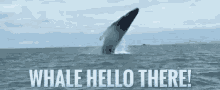 whale hello