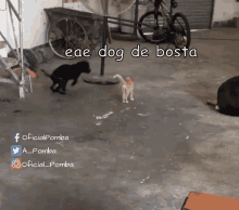 Pomba Dog Vs Cat GIF - Pomba Dog Vs Cat Gato E Cachorro GIFs