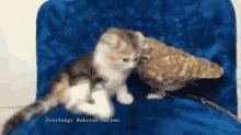 Kitten Owl GIF - Kitten Owl Pet GIFs