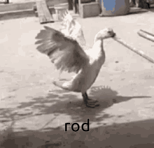 Rod Bird GIF - Rod Bird GIFs