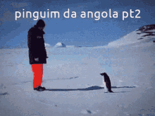 pinguim angolano pinguim da angola