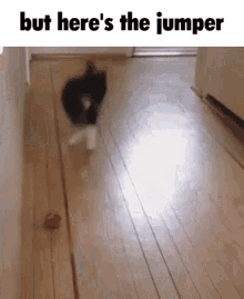 but heres the jumper jumping cat cat jumping cat jumping but heres the jumper jumping cat cat jumping cat jumping