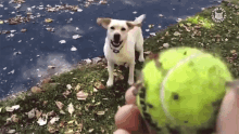 Playing Catch Fetch GIF - Playing Catch Fetch Leaves GIFs