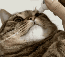Cat Eye Drops GIF - Cat Eye Drops GIFs