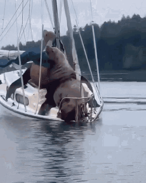 Animals Sailing Gif Animals Sailing Boat Discover Share Gifs