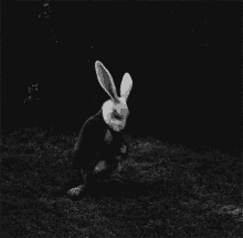 wonderland alice rabbit times out