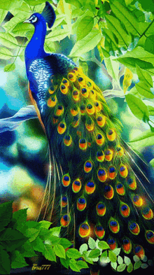 Pavão Peacock GIF - Pavão Peacock Art GIFs