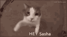 Hey Sasha Hi Sasha GIF - Hey Sasha Hi Sasha Hi Panzervim GIFs