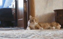 Cat Scared Cat GIF - Cat Scared Cat GIFs