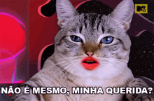 nao e mesmo minha querida premios mtv miaw concorda ta de acordo nao e verdade