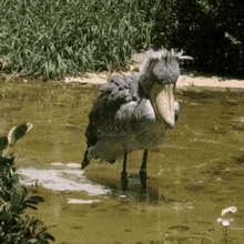 Water Shoebill GIF - Water Shoebill Drinking GIFs